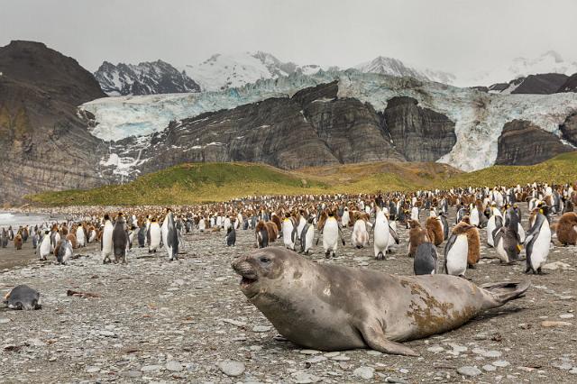 069 Zuid-Georgie, Gold Harbour, zeeolifant en koningspinguins.jpg